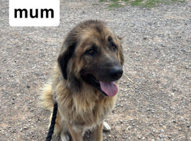 Caucasian shepherd for sale