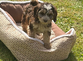 Cockerpoo puppies