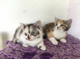 Beautiful girls