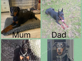 Doberman puppies