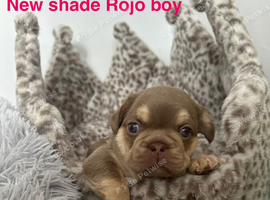 2 stunning french bulldog boys