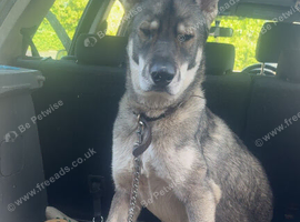 Husky cross gsd