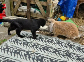 Male French lop