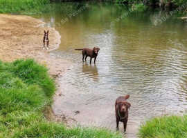 Dog walking and pet sitting service
