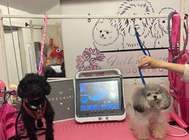 Pomerpoo puppies