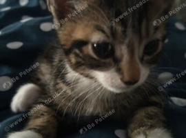 4 kittens