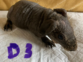 Lovely baby skinny pigs