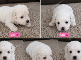 5 Bichon Frise Puppies