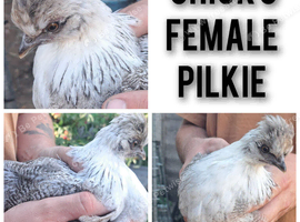 Chicks for sale