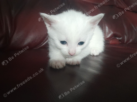 Kitten