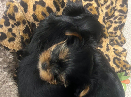 Mini Yorkshire Terrier