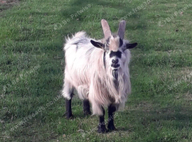 selection of billy and wether goats for sale