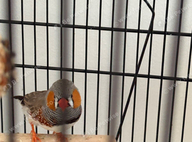 Couple/ zibra finches
