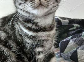 Bsh. Black silver tabby