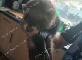 Baby ferrets READY TO GO