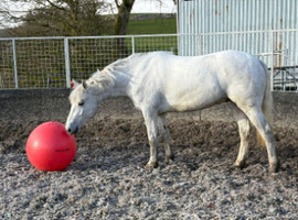 *** Connemara Gelding***