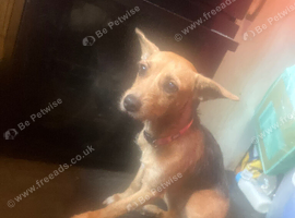 Terrier x Jack russel