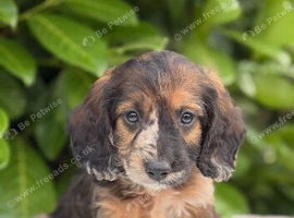 Beautiful cockapoo puppys