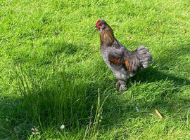 Pilkie cockerel for sale