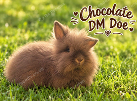 Double Mane Chocolate Lionhead Doe