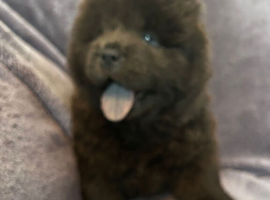 Chow chow puppies 2 boys left