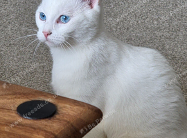Ragdoll mixed