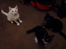 3 sweet Kittens