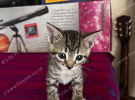 Beautiful kittens