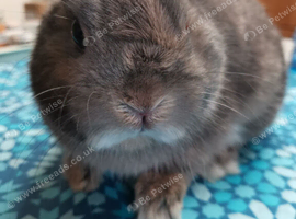 True Netherland Dwarf for sale