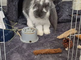 Beautiful female giant lop