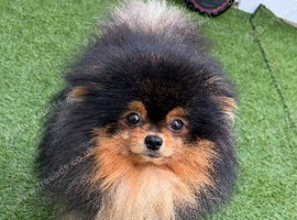 Proven stud Pomeranian