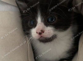 2 kittens looking fo forever homes