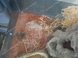 For sale. Viper geckos