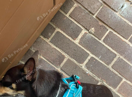 Male chiuahua for sale