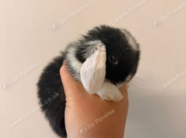 5 gorgeous mini lops