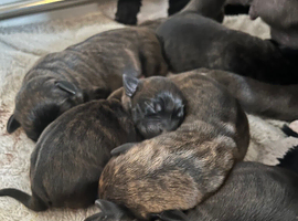 Staffy x daschund