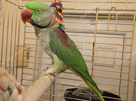 My parrot marley