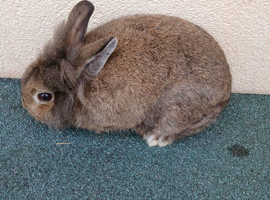 Mini lop buck