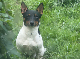 Make jack russell for sale