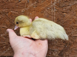 Muscovie ducklings available