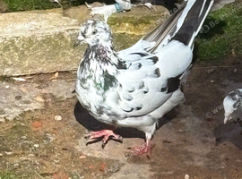 Pigeon for sale