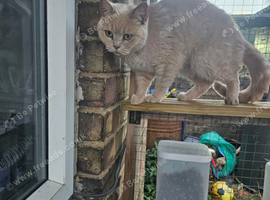 British shorthair female gccf active