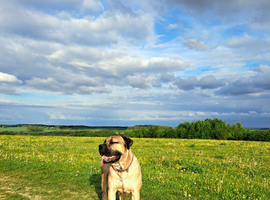 Boerboel mix Neapolitan dog for STUD only