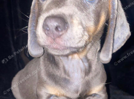 Dachshund puppies ready now