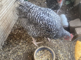 Pure-Breed Cuckoo Marans Cockerel from Award-winning Show stock with Dark Brown Eggs