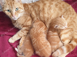 Lovely kittens