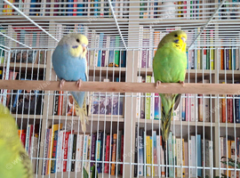 budgie babies for sale