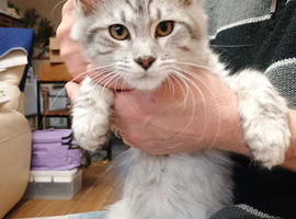 Stunning grey Maine coone GCCF Registered
