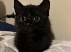 Black Kitten