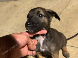 Belgian Malinois Male puppy